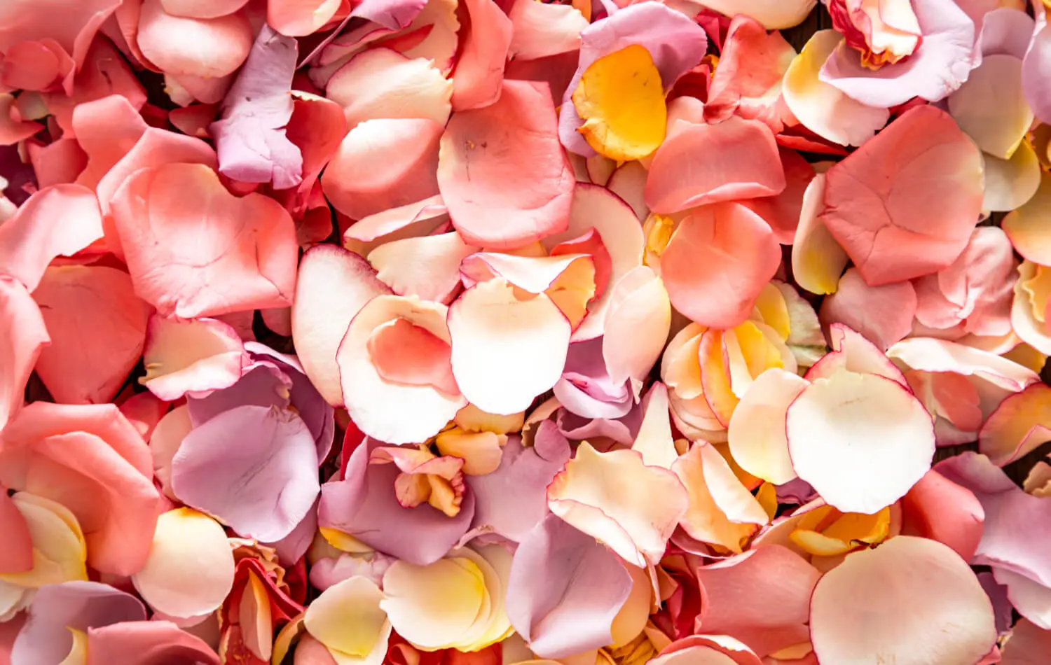 Encuadernar una rosa seca: Métodos y usos creativos - Qué puedo hacer con una rosa seca encuadernar una rosa seca - Qué puedo hacer con una rosa seca