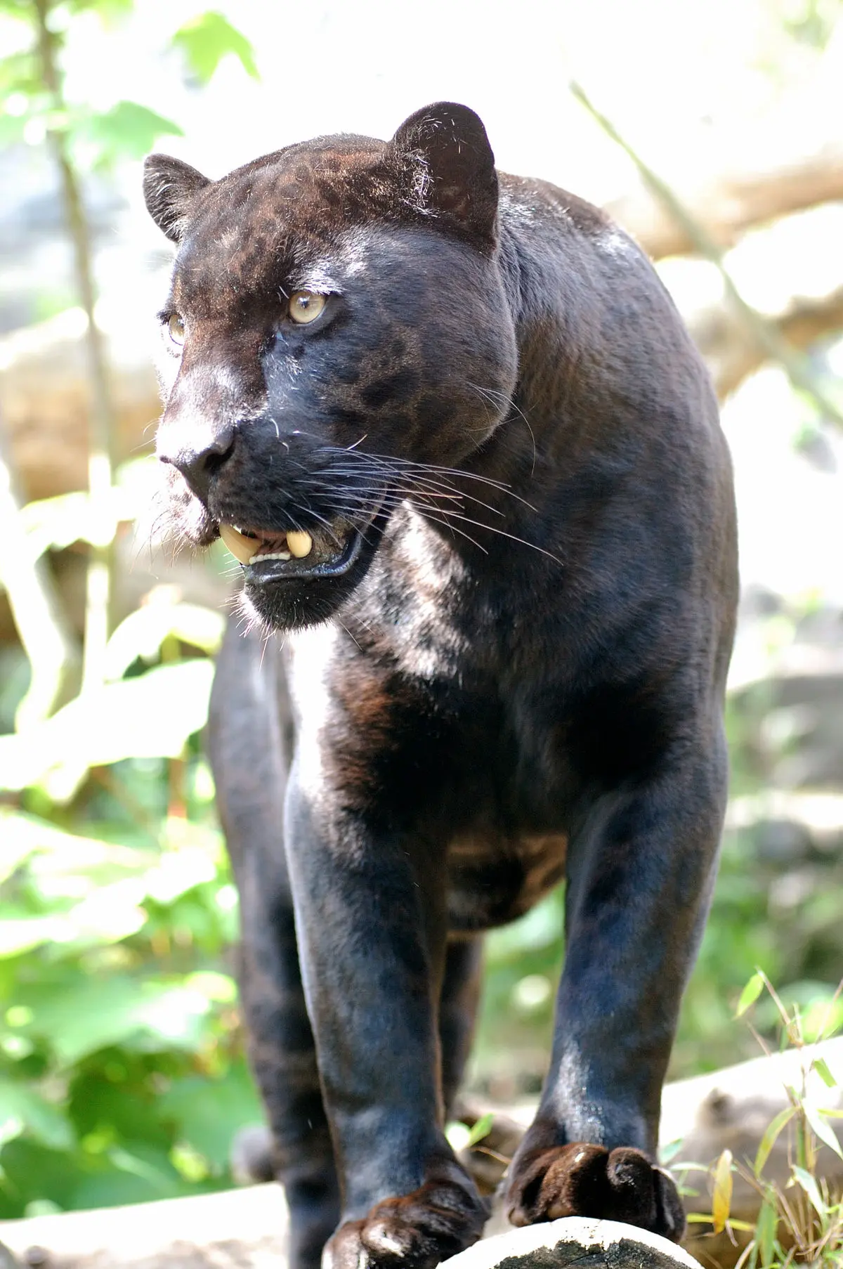 Tapas para encuadernar Pantera Negra - Qué significado tiene la pantera negra tapas encuadernar pantera negra - Qué significado tiene la pantera negra